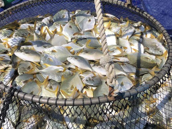 粤海饲料电商发力联动流量IP焕新金色产业繁荣“鲳”盛！(图3)