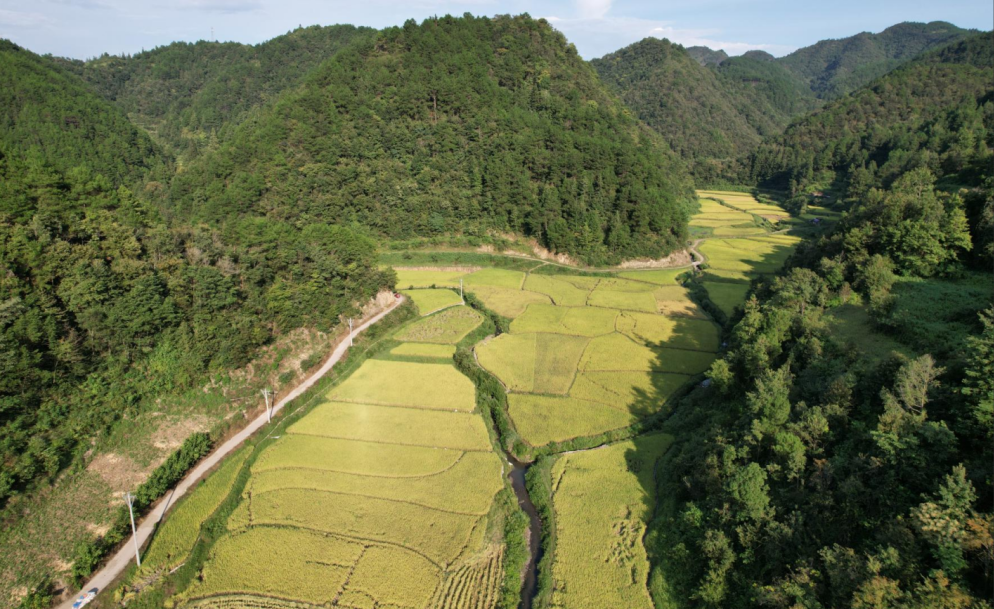 数读中国｜金秋“丰”景满神州颗粒归仓筑牢14万亿斤目标(图3)