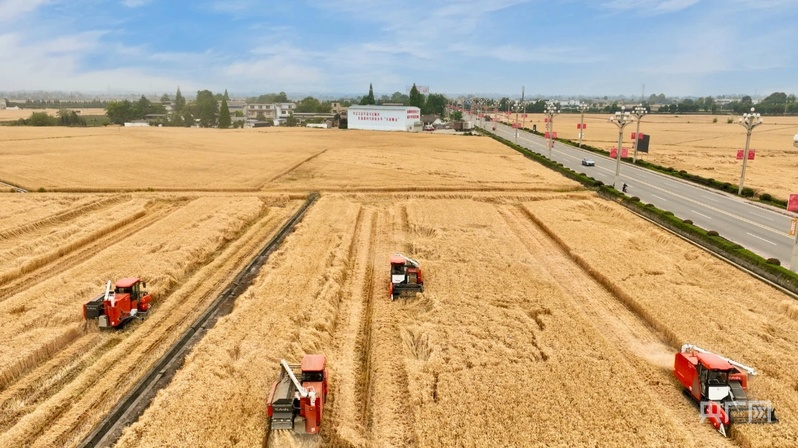 数读中国｜金秋“丰”景满神州颗粒归仓筑牢14万亿斤目标(图4)