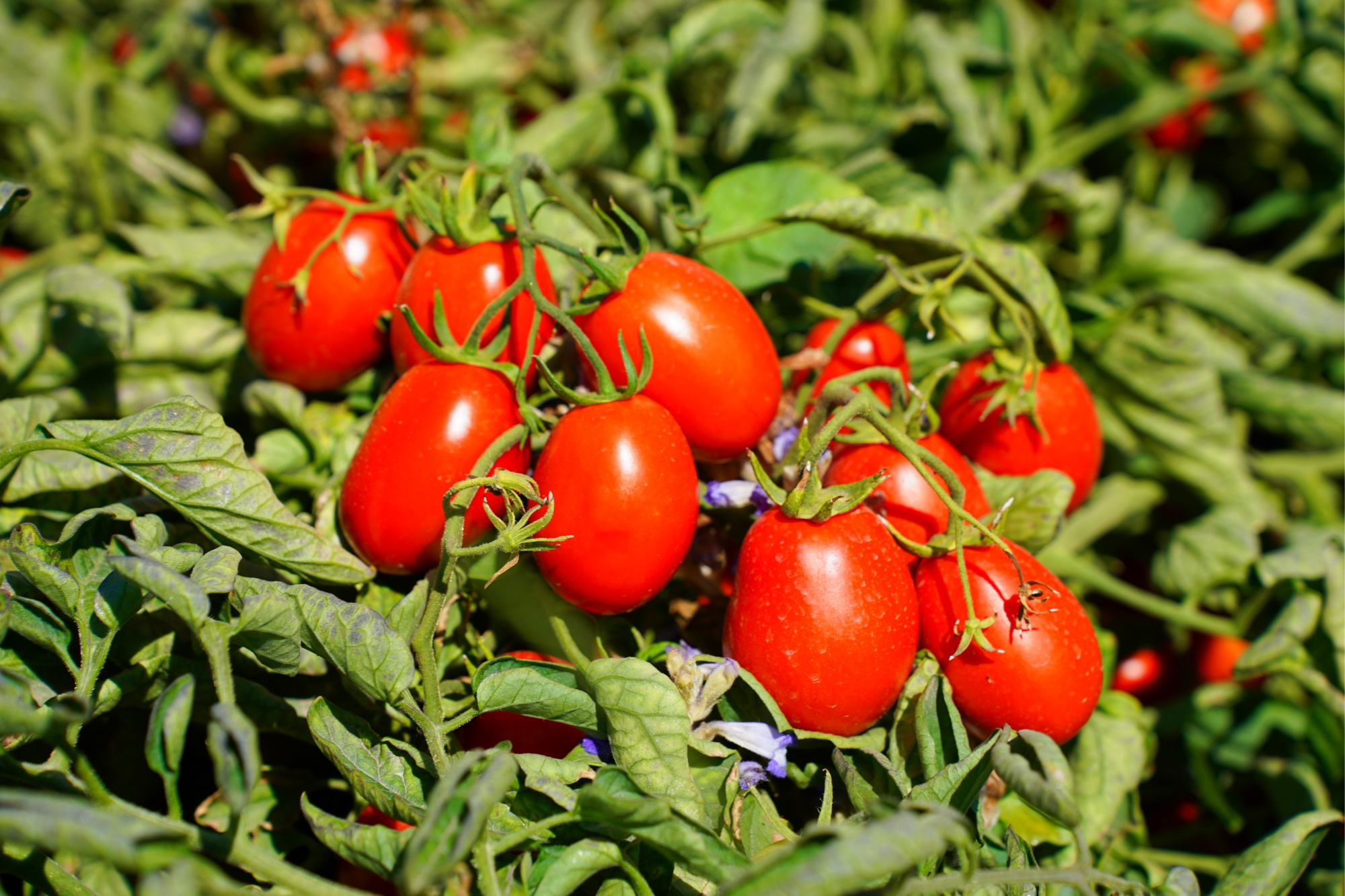 数读中国｜金秋“丰”景满神州颗粒归仓筑牢14万亿斤目标(图5)