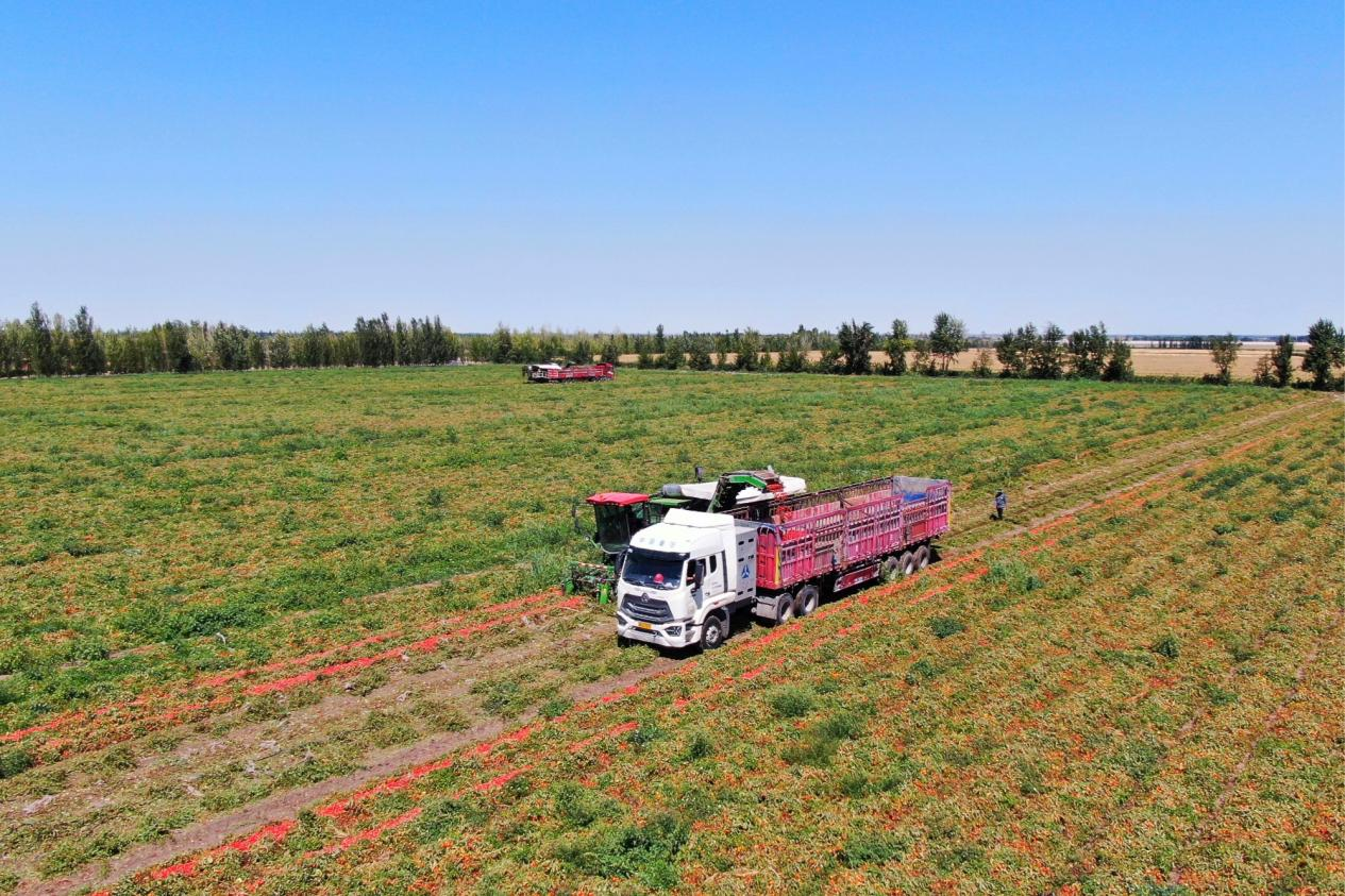 数读中国｜金秋“丰”景满神州颗粒归仓筑牢14万亿斤目标(图6)