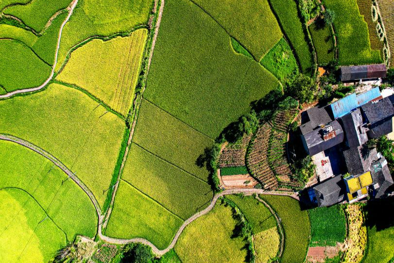 数读中国｜金秋“丰”景满神州颗粒归仓筑牢14万亿斤目标(图7)