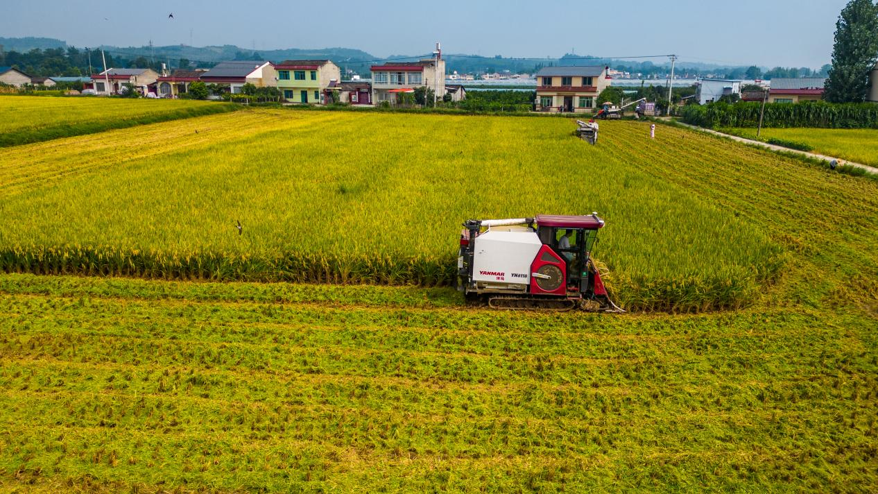 数读中国｜金秋“丰”景满神州颗粒归仓筑牢14万亿斤目标(图8)