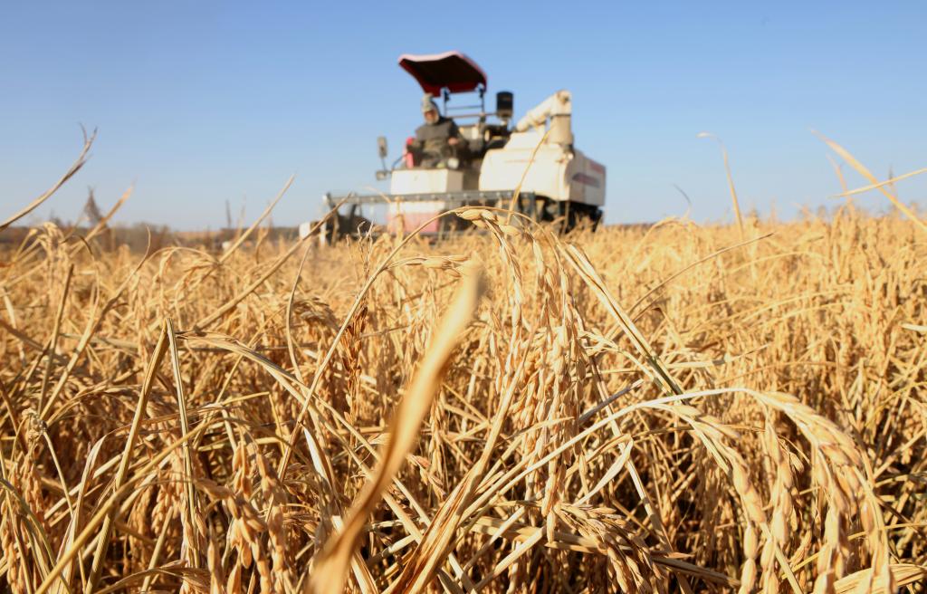 决胜“十四五”打好收官战丨寒地“热土”正奋进：东北绘就振兴新图景(图2)