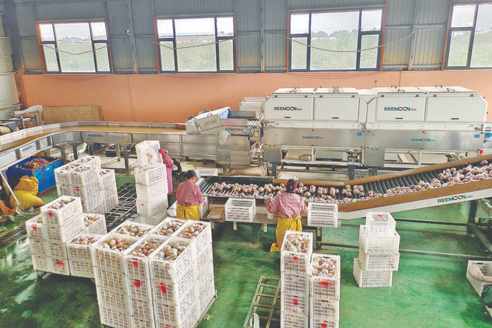 电商助力“跑”全国山西临猗苹果的电商“破圈”之路(图3)