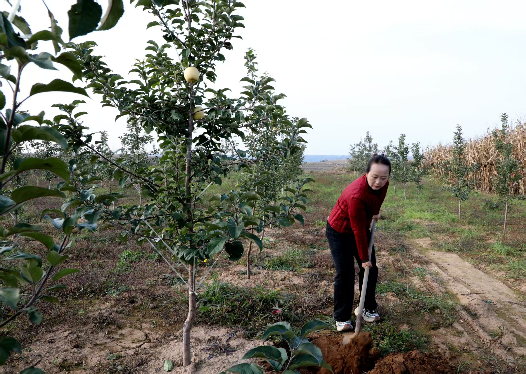 从追逐流量到深耕土地：一个“新农人”的破局之路(图2)
