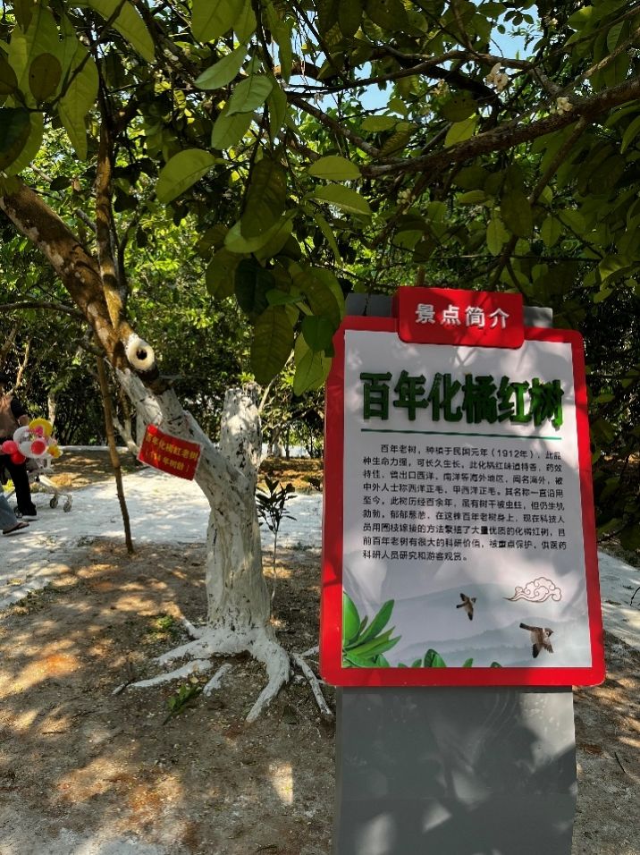 “南方人参”化橘红在拼多多走红“小特产”升级“大产业”(图2)